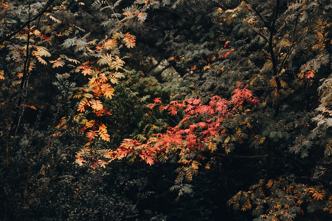 entdecken sie die schönheit des herbstkrokus, eine robuste und farbenfrohe blume, die fallgärten mit lebendigen farben erhellt.