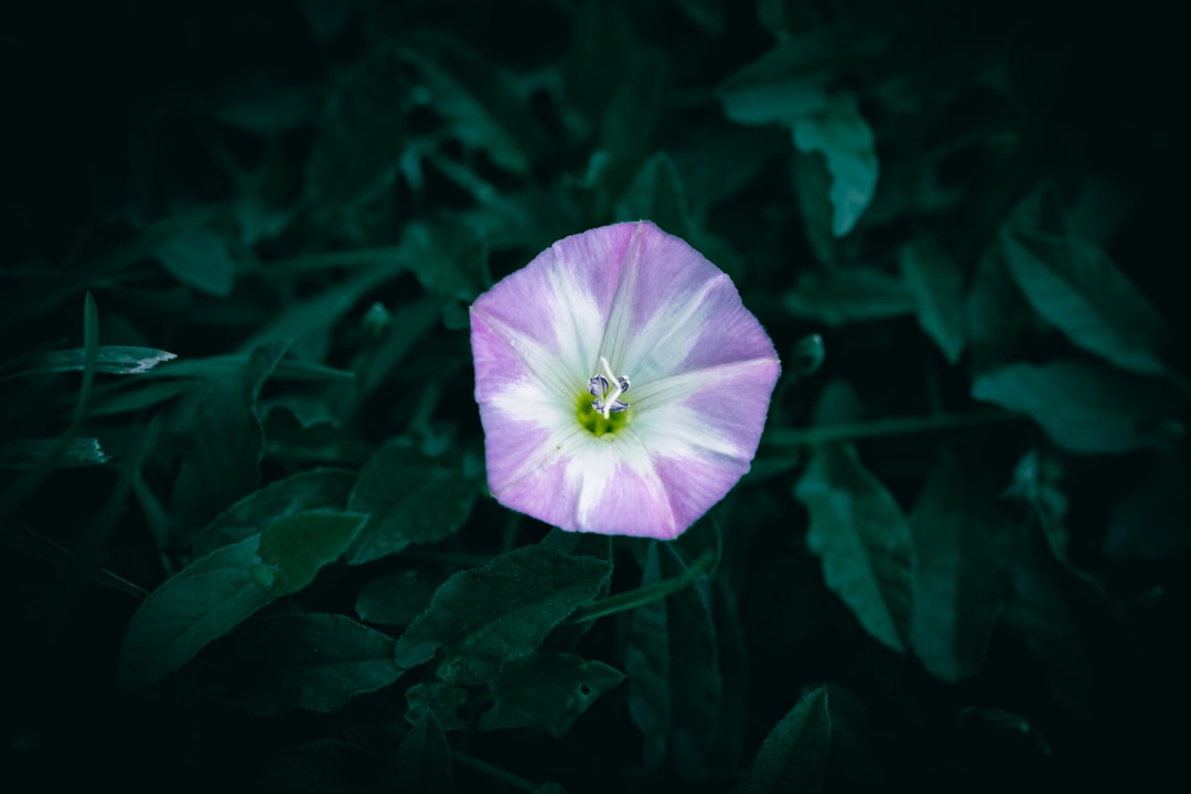bindweed ist eine schnell wachsende kletterpflanze, die oft als unkraut gilt und in gärten sowie auf feldern vorkommt. erfahren sie mehr über ihre eigenschaften, kontrolle und bekämpfung.