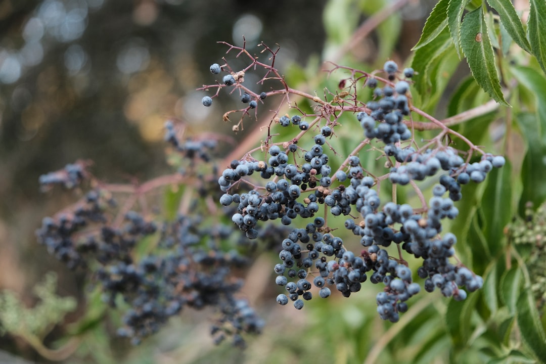 erfahren sie, wie sie brombeeren richtig schneiden, um gesundes wachstum und reiche ernte zu fördern. tipps und techniken zur brombeerschnittpflege.