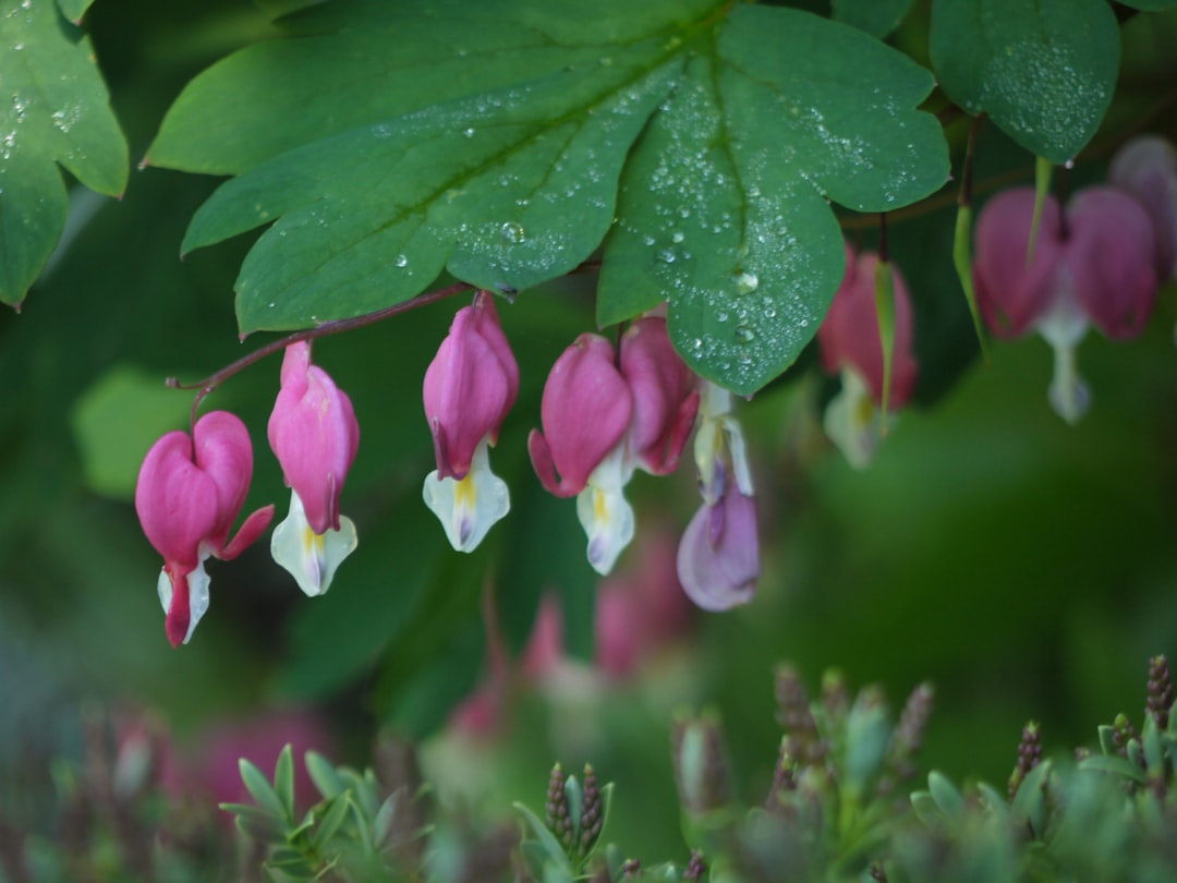 entdecken sie die bedeutung und pflege der tränenden herz-pflanze, einer faszinierenden zierpflanze mit herzförmigen blüten, die jedem garten charme verleiht.