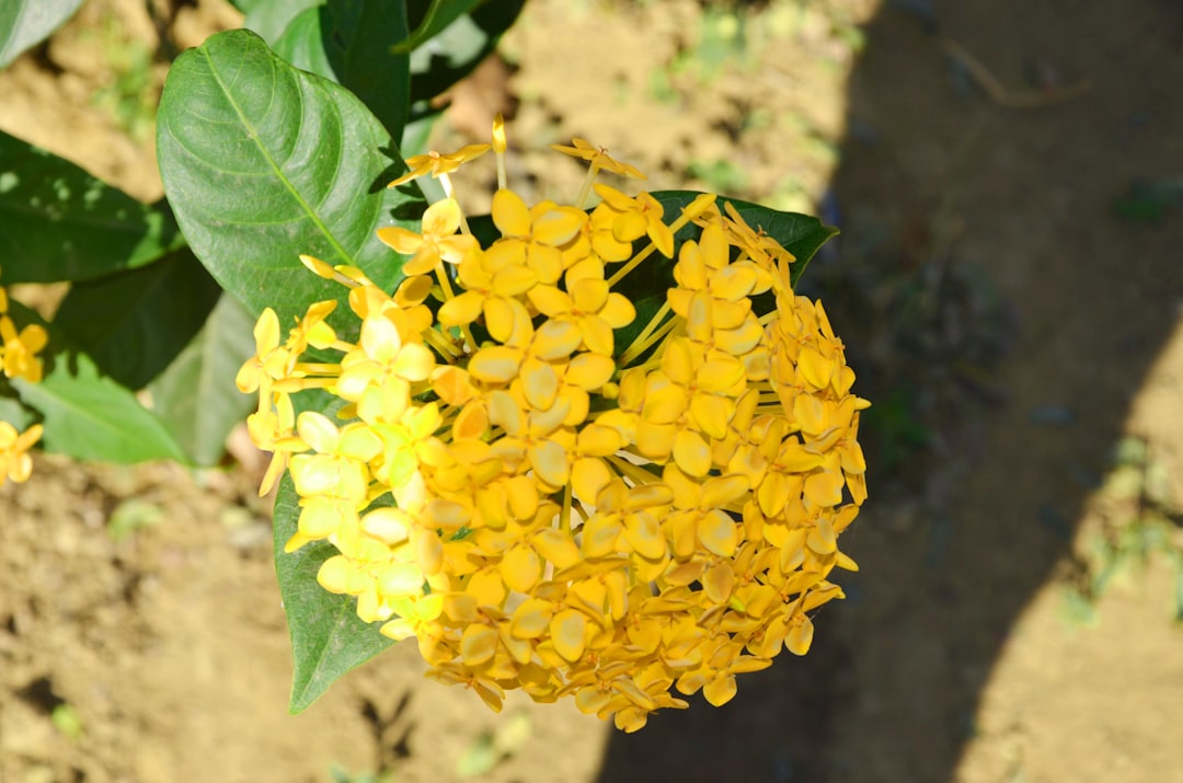 entdecken sie alles über den anbau von ingwer: anbaumethoden, pflegehinweise und ernte-tipps für gesunde und aromatische ingwerpflanzen.