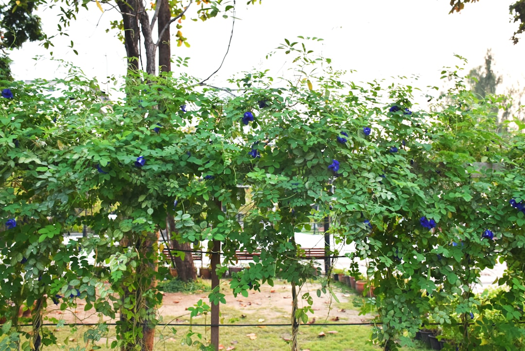 erfahren sie, wie sie hortensien richtig schneiden, um gesundes wachstum und üppige blüten zu fördern. tipps zur richtigen jahreszeit und schnitttechnik für wunderschöne hortensien.