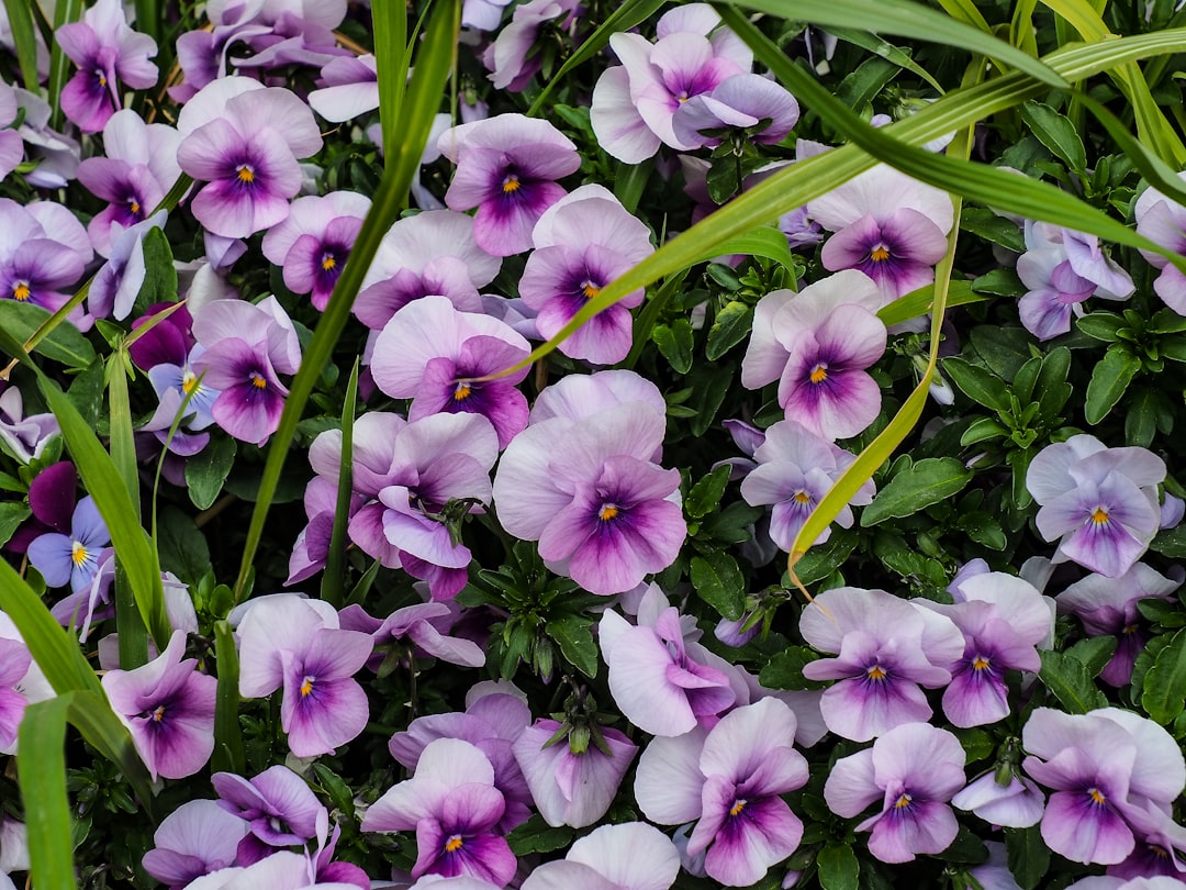 entdecken sie wunderschöne stiefmütterchen – farbenfrohe und pflegeleichte blumen, die jeden garten verschönern.
