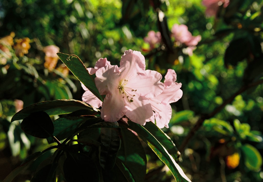 pflegehinweise für rhododendren: tipps zur richtigen bewässerung, düngung und schneidetechnik für gesunde und blühfreudige pflanzen.