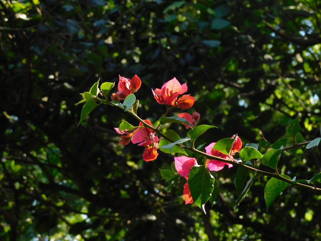 erfahren sie mehr über das rhododendron-virus, seine symptome, übertragungswege und wirksame bekämpfungsmethoden zum schutz ihrer pflanzen.