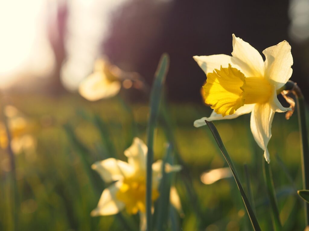 entdecken sie die schönheit der narzissen, auch bekannt als osterglocken, mit ihren leuchtend gelben blüten, die frühling und freude in jeden garten bringen.