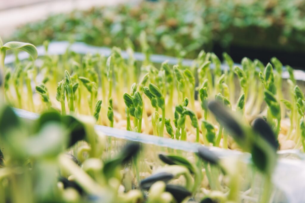 entdecken sie die welt der microgreens – frische, nährstoffreiche sprossen, die ihren gerichten geschmack und gesundheit verleihen.