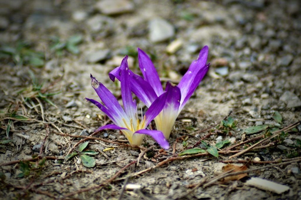 entdecken sie die bezaubernde herbstzeitlose, eine elegante blume, die im herbst blüht und mit ihrer zarten schönheit garten und natur verzaubert.
