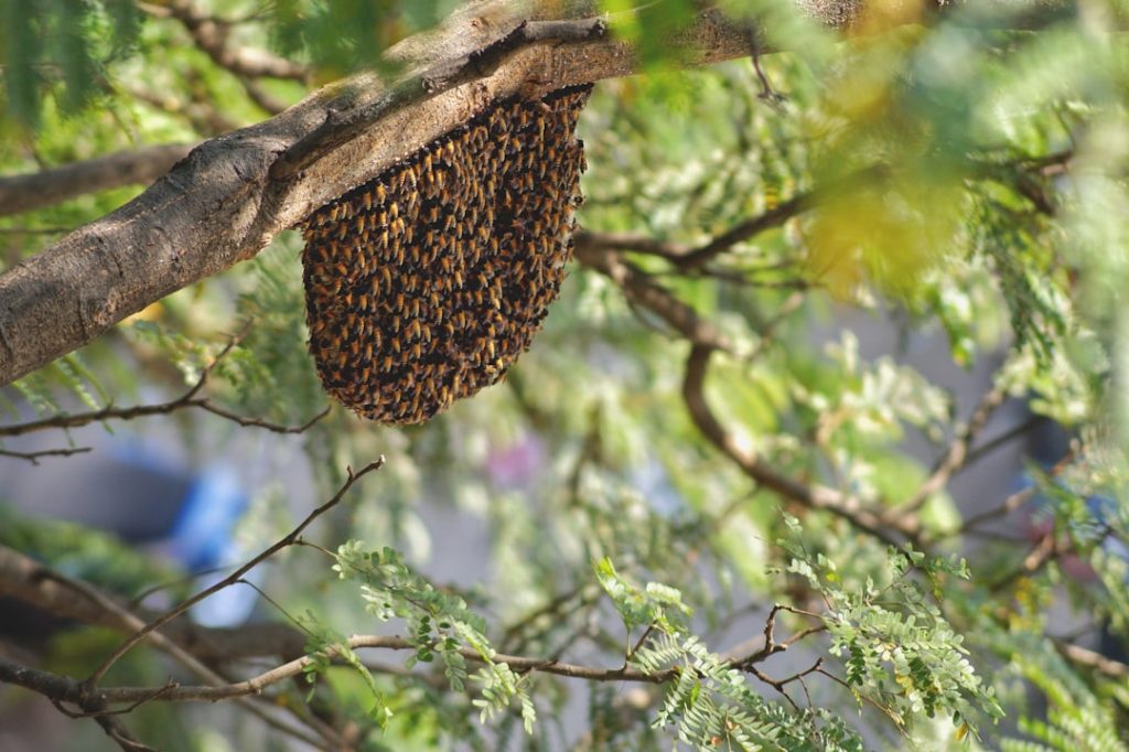 erfahren sie alles über den bienenstock: aufbau, funktion und bedeutung für die imkerei und den naturschutz.