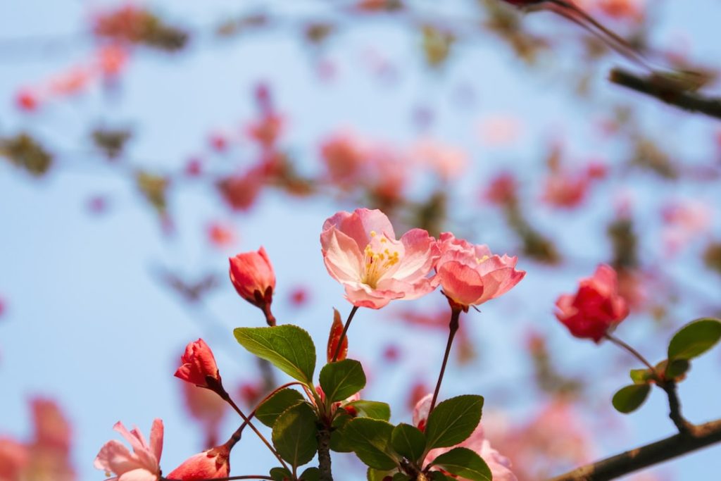 entdecken sie die vielfältige welt der begonien – farbenfrohe, pflegeleichte zimmer- und gartenpflanzen, die jeden raum und garten verschönern.