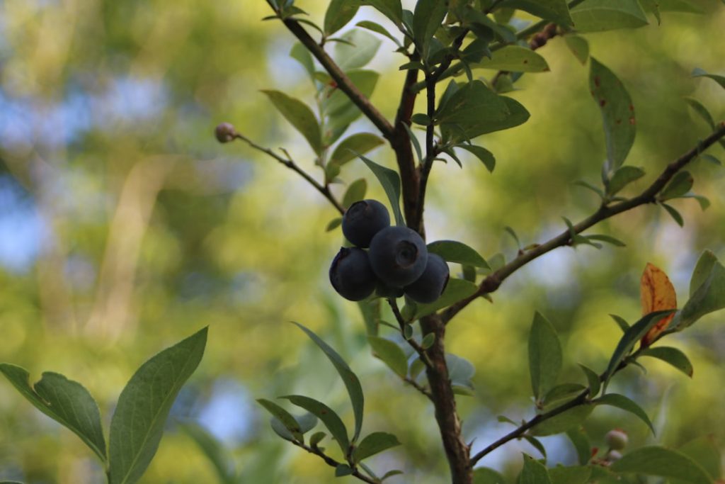 erfahren sie tipps und techniken zum richtigen schnitt von brombeeren, um gesunde pflanzen und eine reiche ernte zu fördern.
