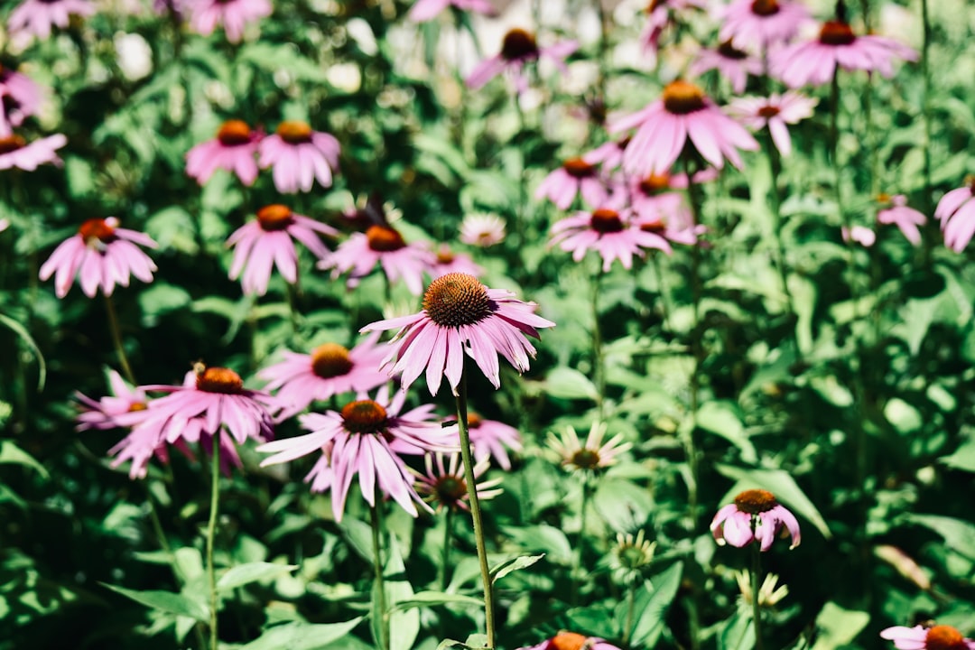 entdecken sie die schönheit der kornblume – ein zartes blaues wildblumen-symbol für natürlichkeit und ruhe.