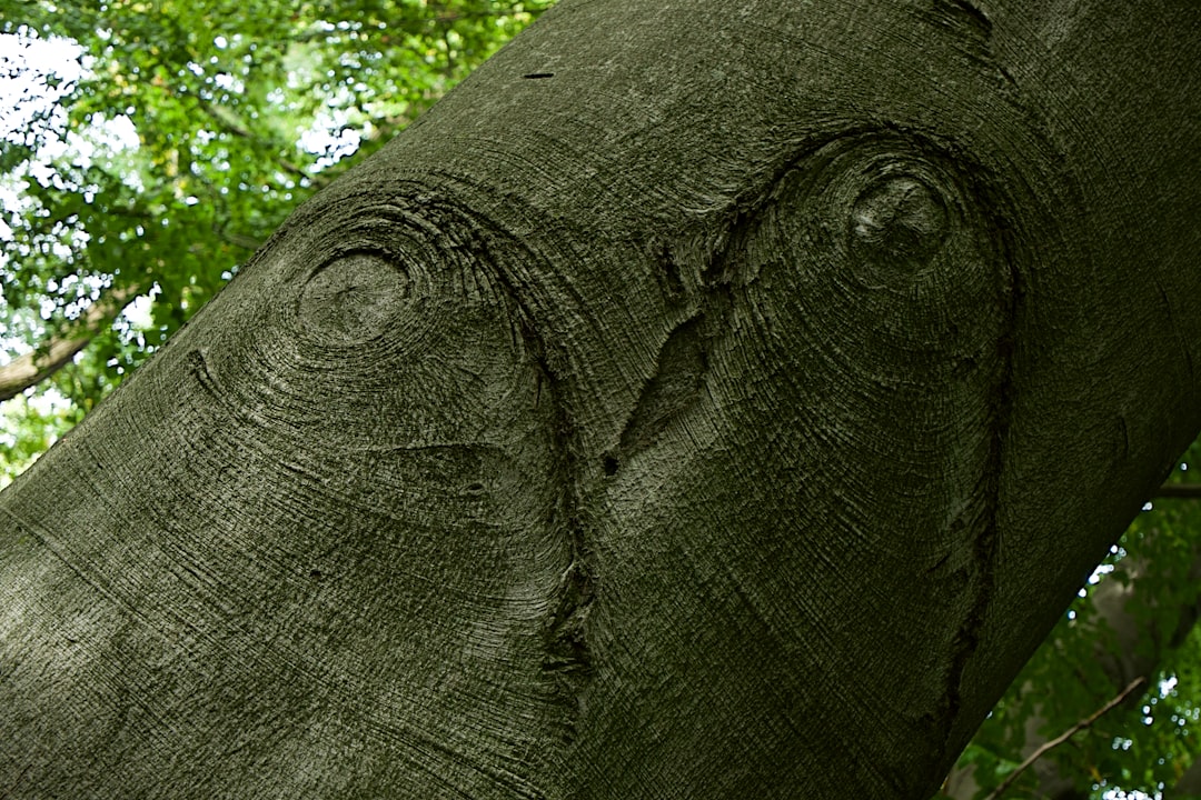 entdecken sie die faszinierende elephant foot plant, eine einzigartige und pflegeleichte zimmerpflanze mit einem markanten, fußähnlichen stamm und grünen, robusten blättern. perfekt für pflanzenliebhaber und innenraumdekoration.