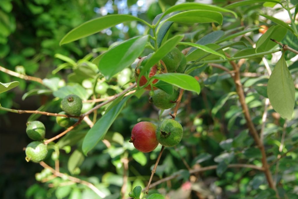 erfahren sie alles über den anbau von stachelbeeren: tipps zur pflanzung, pflege und ernte für eine erfolgreiche stachelbeerzucht.