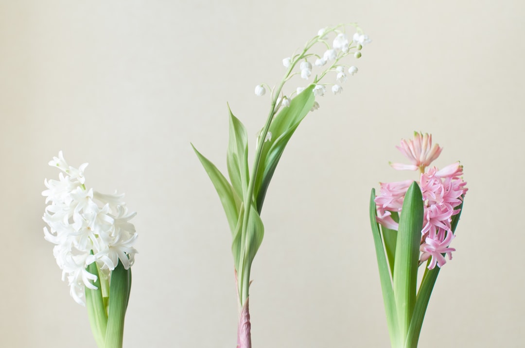 entdecken sie die schönheit und den duft der hyazinthe – eine beliebte frühlingsblume, die gärten mit ihren farbenfrohen blüten bereichert.