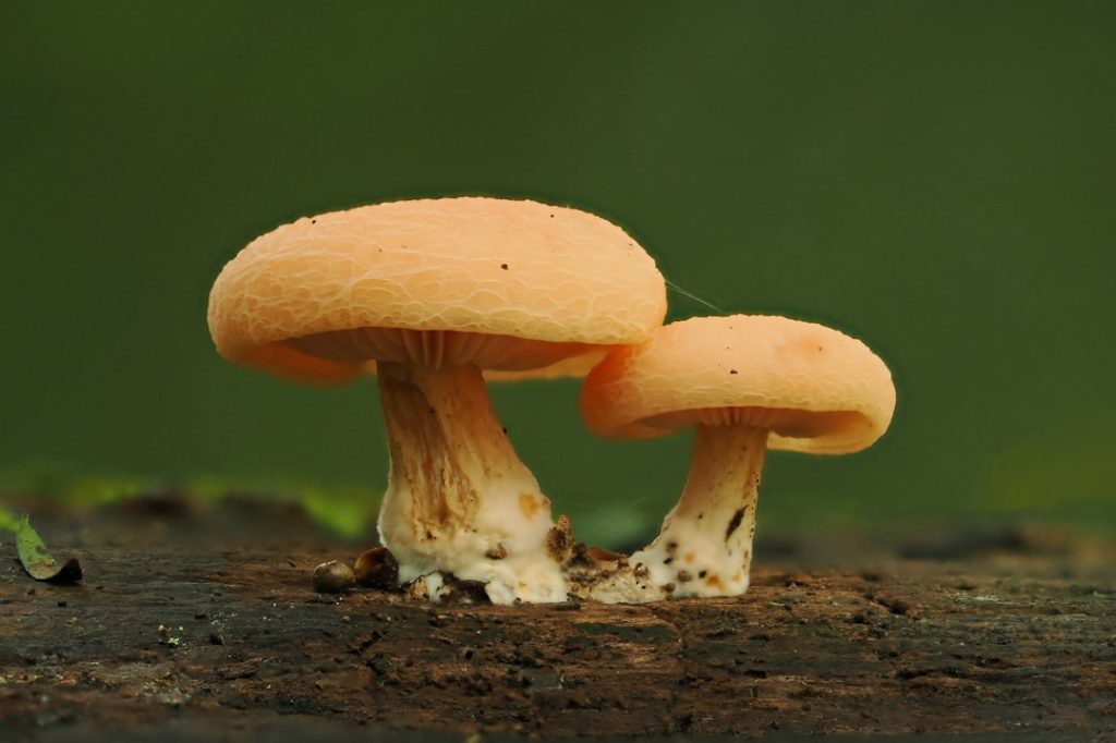 schnelle und zuverlässige pilzbestimmung: lernen sie, essbare und giftige pilze sicher zu erkennen.