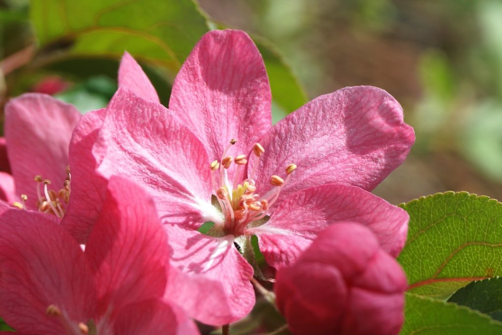 pflege von rhododendren: tipps für bewässerung, düngung und schnitt, um gesunde und blühfreudige pflanzen zu gewährleisten.