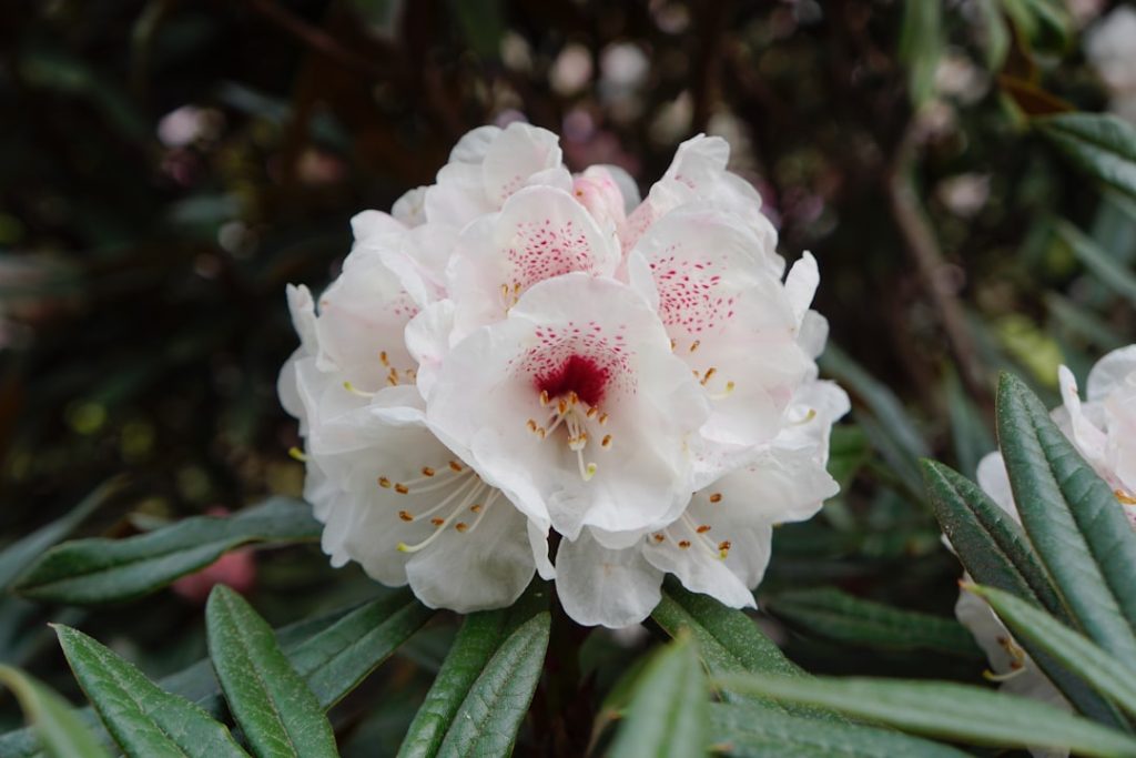 informationen über das rhododendron-virus, seine symptome, übertragungswege und effektive bekämpfungsmethoden zum schutz ihrer rhododendron-pflanzen.
