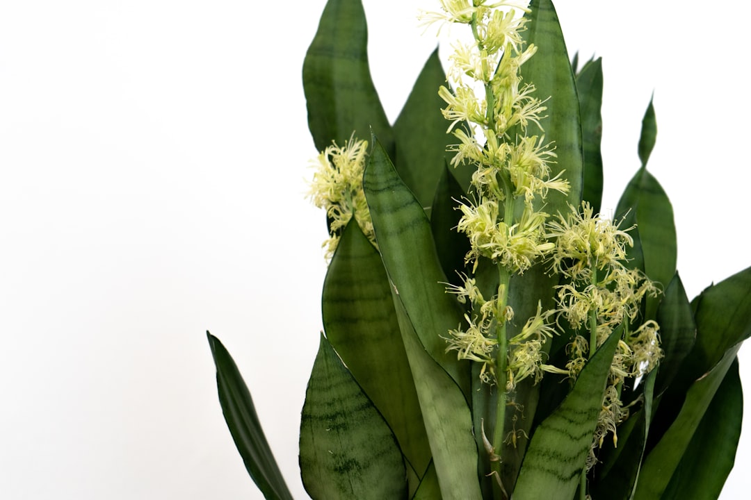 entdecken sie die sansevieria, eine pflegeleichte und dekorative zimmerpflanze, die für ihre luftreinigenden eigenschaften bekannt ist und ihrem zuhause ein modernes grün verleiht.