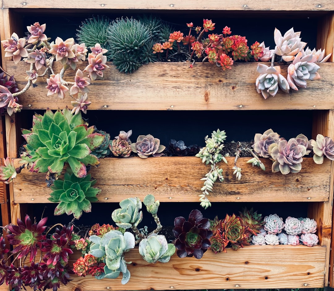 entdecken sie unsere vielfältige auswahl an sukkulenten – pflegeleicht, dekorativ und ideal für ihr zuhause oder büro.