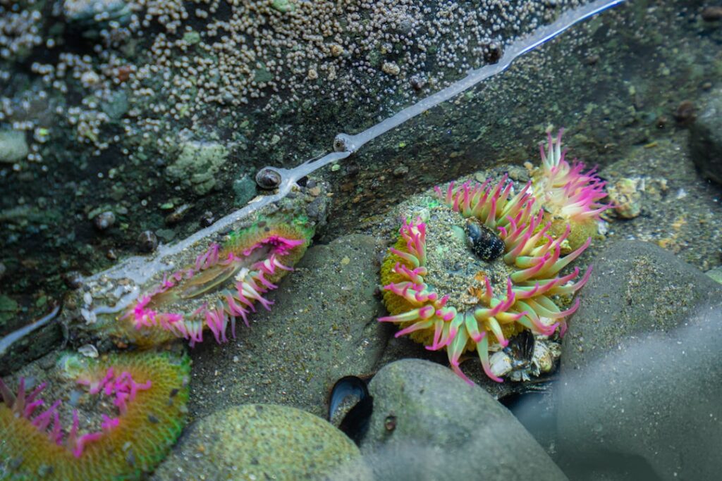 entdecken sie die faszinierende welt der anemonen: wunderschöne, farbenfrohe blüten, die gärten und naturwunder verschönern.