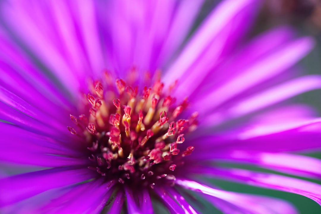 entdecken sie die schönheit der aster-blumen – farbenfrohe und langlebige pflanzen, die jeden garten verschönern.