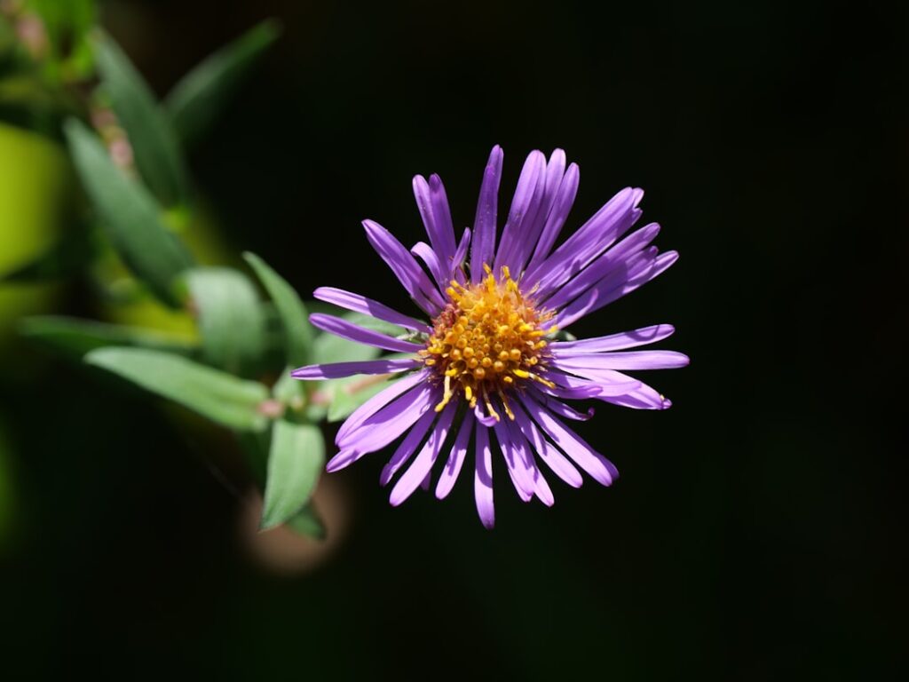 entdecken sie die vielfalt der astern: farbenfrohe blüten, einfache pflege und perfekte gartenakzente.