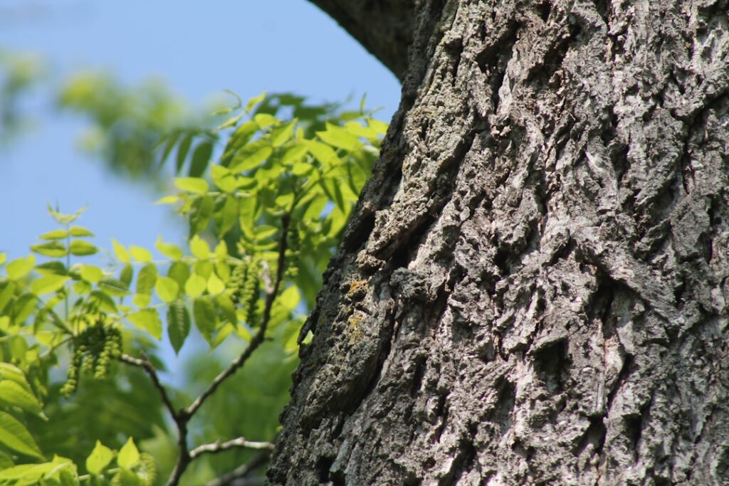 die robinie, auch bekannt als falsche akazie, ist ein widerstandsfähiger und schnell wachsender baum, der für seine harten, langlebigen hölzer und schönen weißen blüten geschätzt wird.