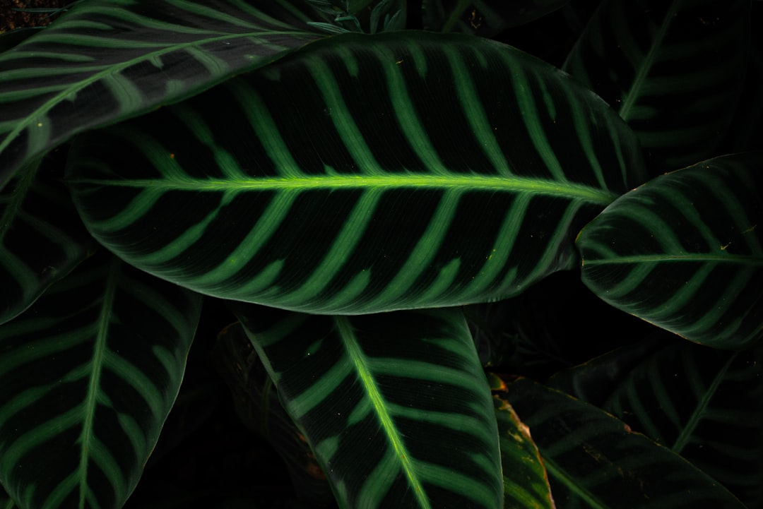 pflegeanleitung für calathea-pflanzen: tipps zur optimalen bewässerung, lichtverhältnissen und luftfeuchtigkeit für gesundes wachstum.
