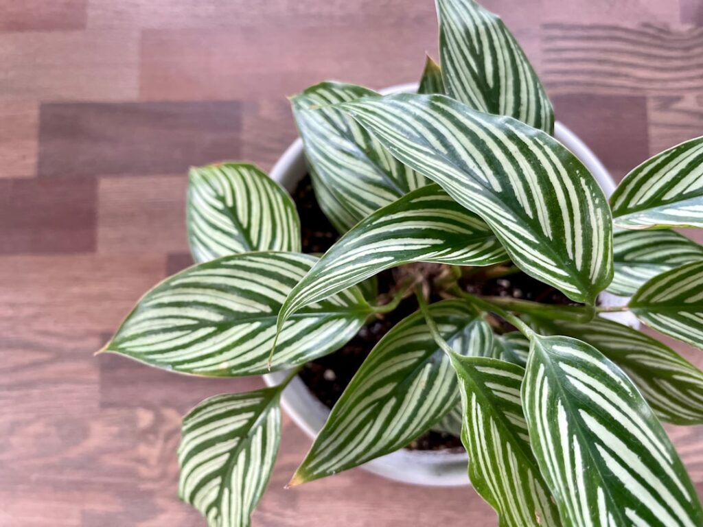 pflegehinweise für calathea-pflanzen: tipps zu bewässerung, lichtbedarf und optimalem standort für gesunde und schöne calathea.
