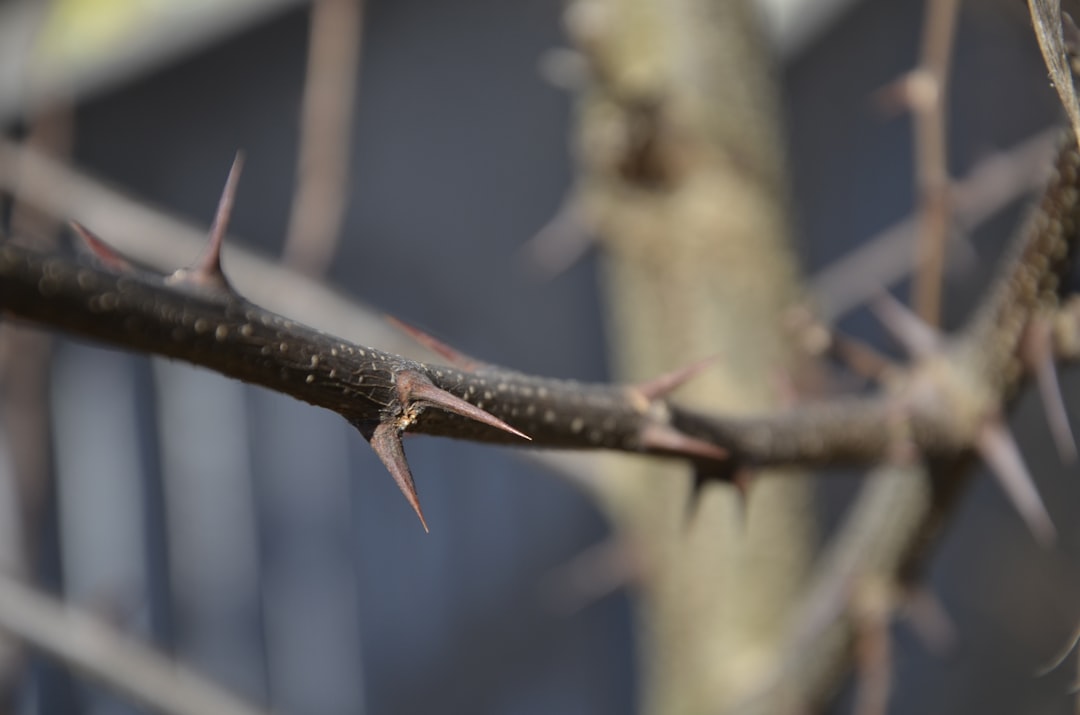 christ's thorn (christusdorn) ist eine pflanze mit historischer und symbolischer bedeutung, oft verbunden mit biblischen geschichten und traditionen.