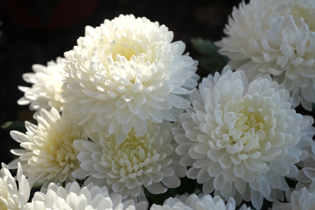 entdecken sie die schönheit der chrysanthemen – vielseitige und farbenfrohe blumen, die jeden garten und blumenstrauß verschönern.