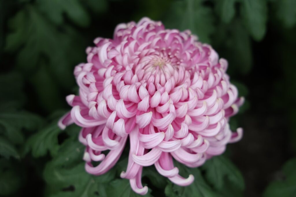 entdecken sie die schönheit der chrysanthemen, vielseitige und farbenfrohe blumen, die jeden garten und blumenstrauß bereichern.