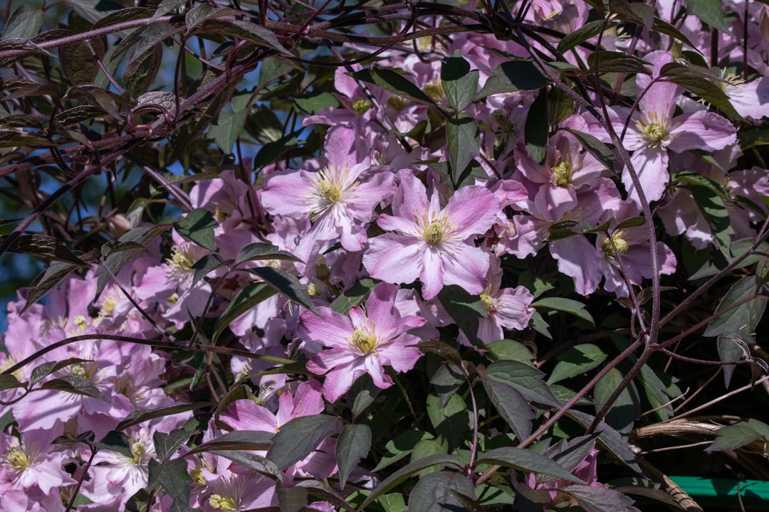 erfahren sie, wie sie clematis richtig schneiden, um gesundes wachstum und eine reiche blüte zu fördern. tipps zur richtigen schnittzeit und technik für verschiedene clematis-arten.