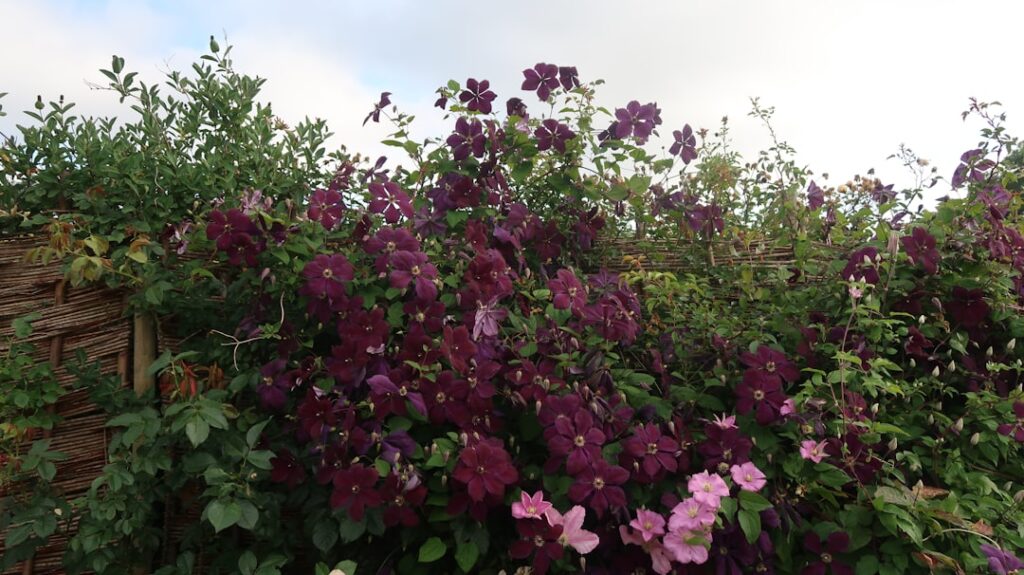 erfahren sie, wie sie clematis richtig schneiden, um gesundes wachstum und reichlich blüten zu fördern. schritt-für-schritt-anleitung zur clematis rückschnitt.