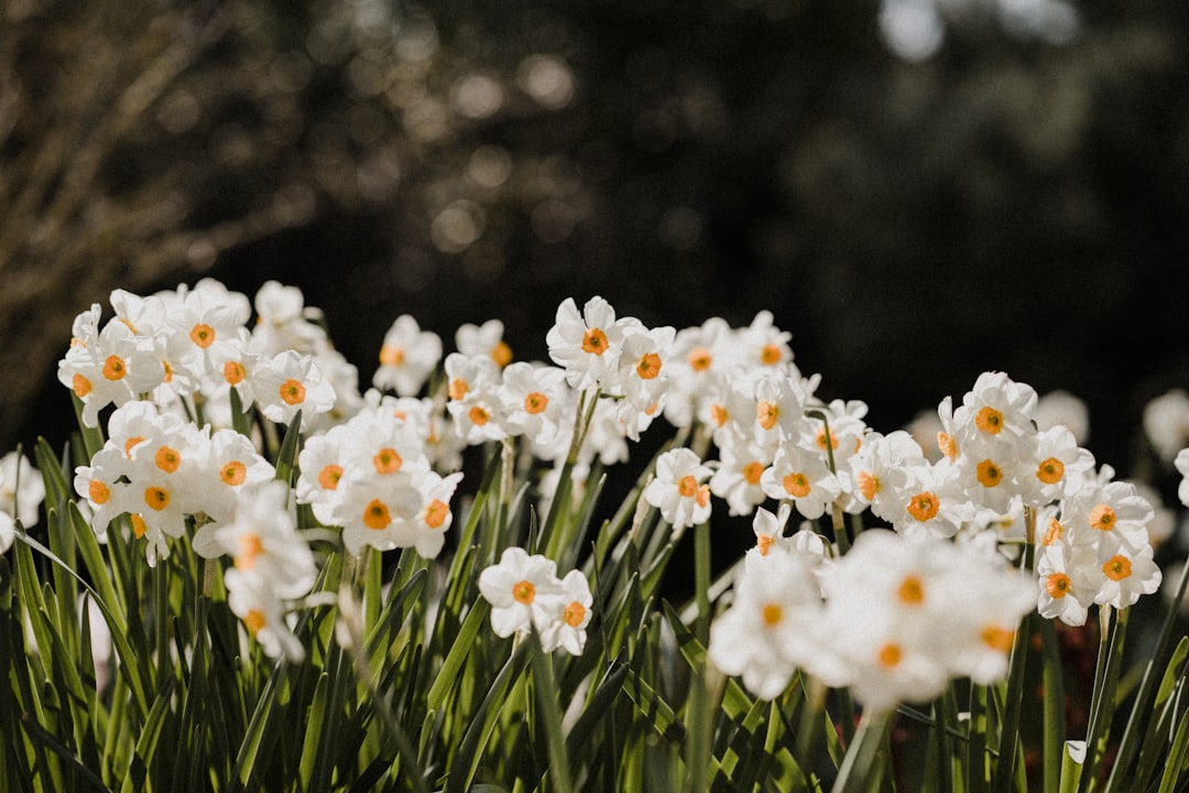 entdecken sie die schönheit der narzissen, auch bekannt als osterglocken, mit ihren leuchtend gelben blüten, die den frühling ankündigen.
