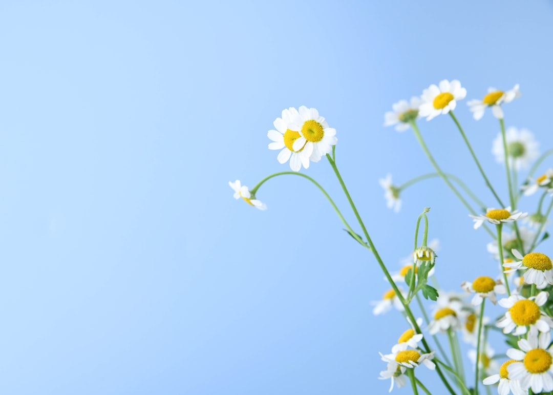 entdecken sie die schönheit der gänseblümchen – charmante blumen, die für frische und unschuld stehen. perfekt für gartenliebhaber und blumenfreunde.