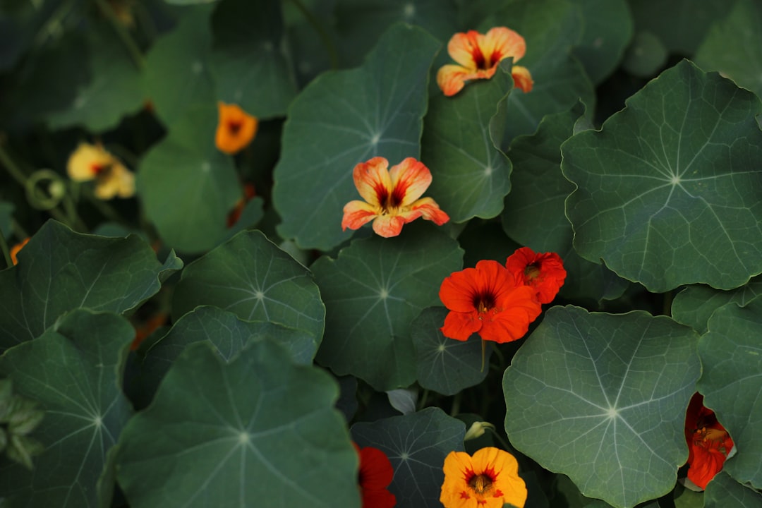 entdecken sie die farbenfrohen garten-kapuzinerkresse, eine pflegeleichte pflanze, die ihren garten mit leuchtenden blüten verschönert und insekten anzieht.