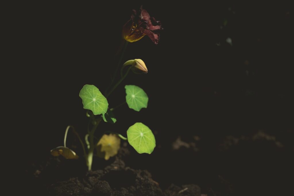 entdecken sie den garten kapuzinerkresse, eine vielseitige und farbenfrohe pflanze, die ihren garten mit ihren leuchtenden blüten verschönert und einfach zu pflegen ist.