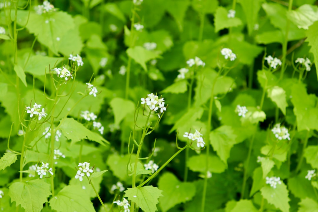 erkennen von knoblauchsrauke: tipps zur identifikation dieser invasiven pflanze mit beschreibung von blättern, blüten und wachstumsbedingungen.