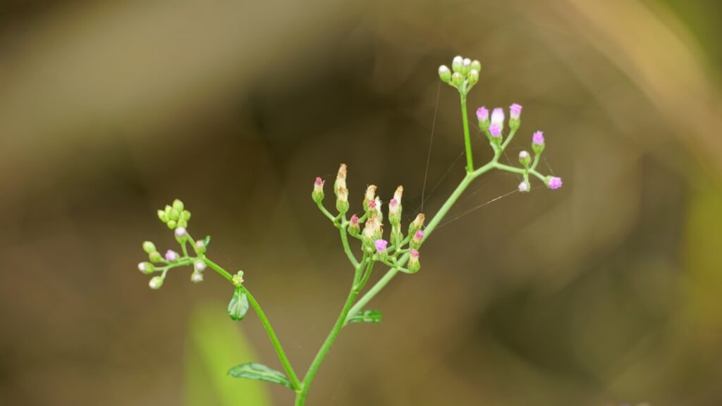 erkennen von knoblauchsrauke: tipps zur identifizierung dieser invasiven pflanze in ihrem garten oder in der natur.