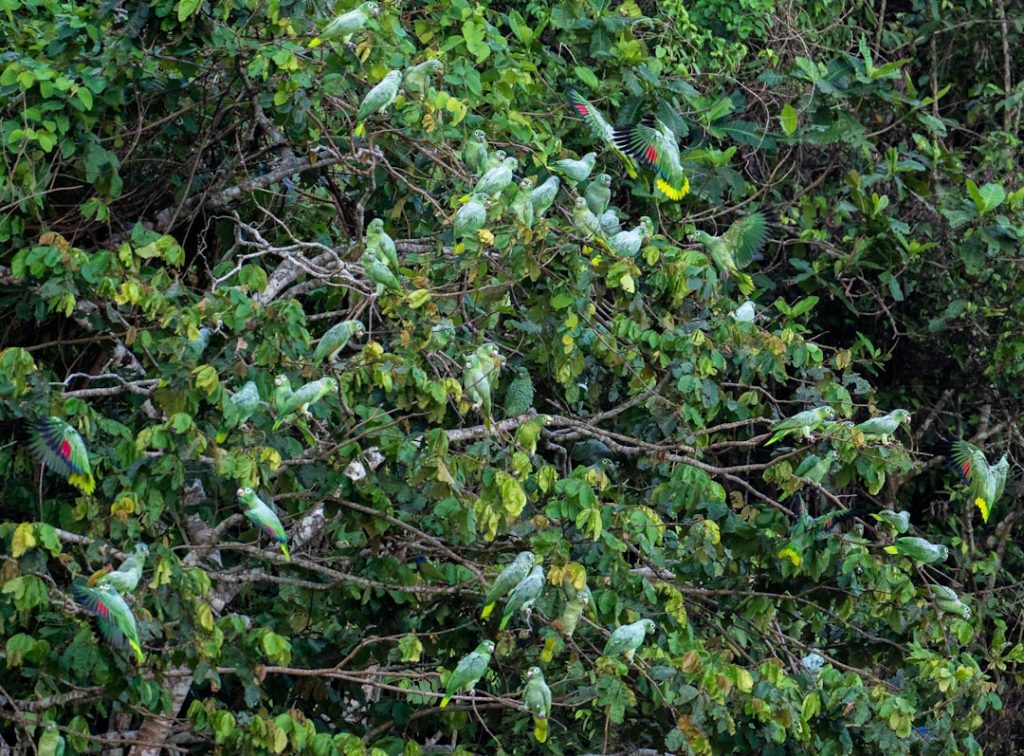 erfahren sie, wie sie hortensien richtig schneiden, um gesundes wachstum und üppige blüten zu fördern. tipps zur idealen schnittzeit und technik für prächtige hortensien.