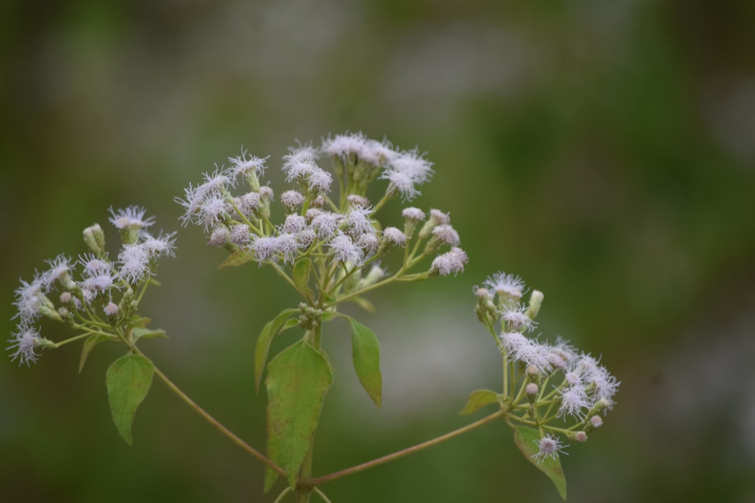 erfahren sie mehr über knotweed, eine invasive pflanze, die gärten und ökosysteme weltweit beeinflusst. tipps zur erkennung, kontrolle und bekämpfung von knotweed.