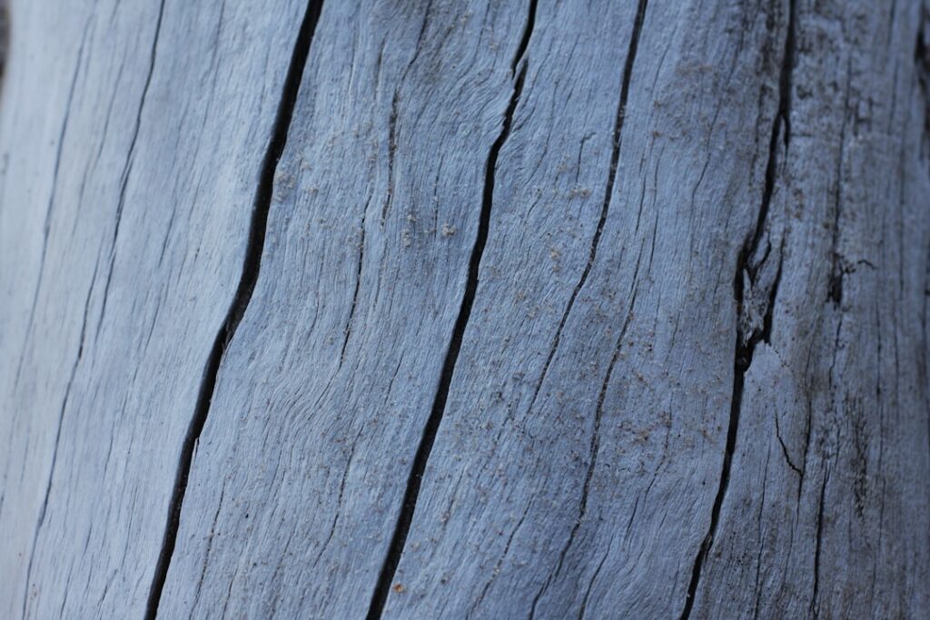 entdecken sie den ältesten baum der welt, ein faszinierendes naturwunder mit jahrtausendealter geschichte und beeindruckender widerstandsfähigkeit.