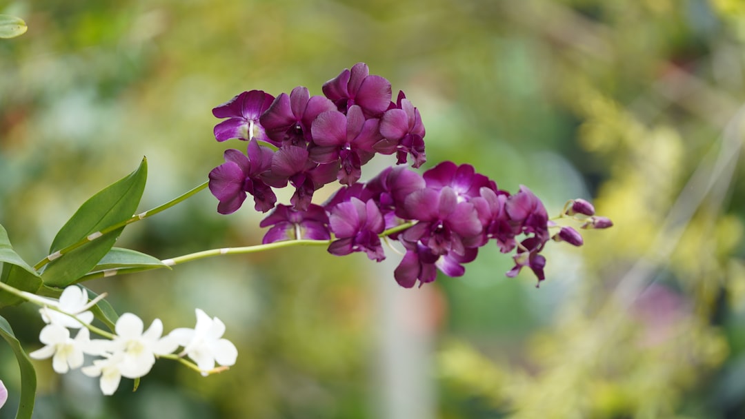 pflegehinweise für orchideen: tipps zur richtigen bewässerung, lichtverhältnissen und düngung, damit ihre orchideen gesund und prächtig blühen.
