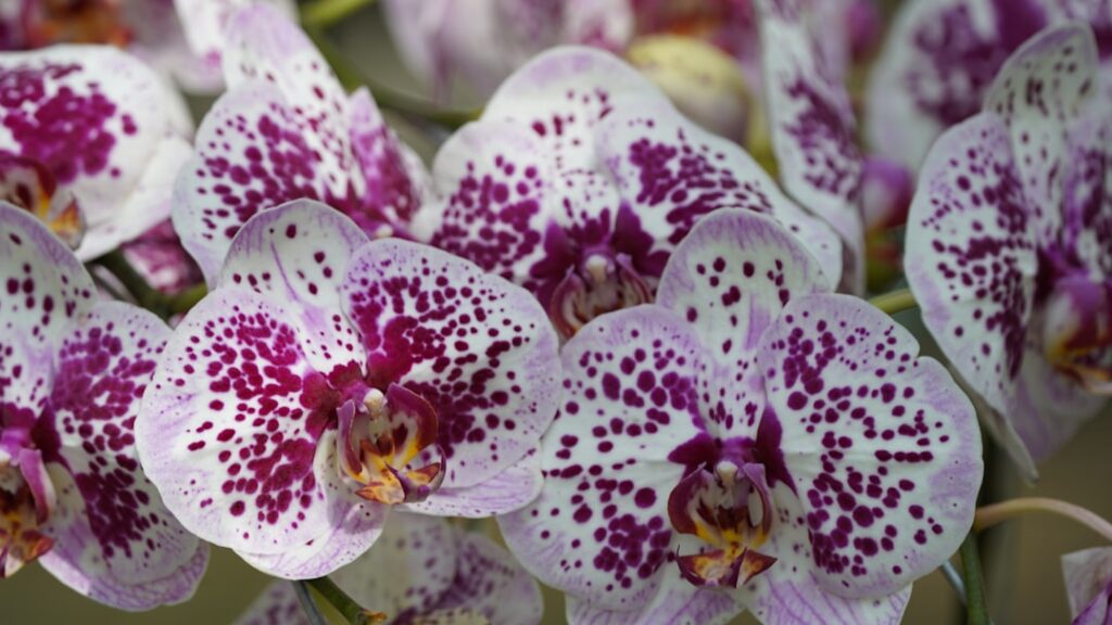 pflege von orchideen: tipps und tricks für gesundes wachstum und langanhaltende blüten.