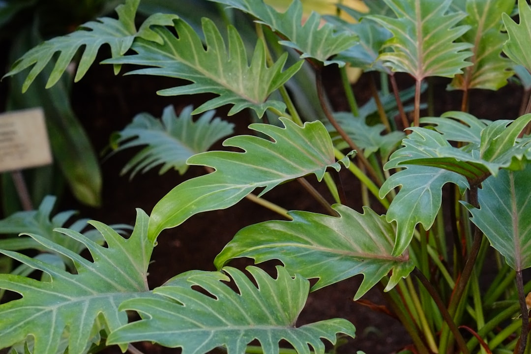 pflegehinweise für philodendron: tipps zur optimalen bewässerung, lichtbedarf und düngung, damit ihre pflanze gesund und schön wächst.