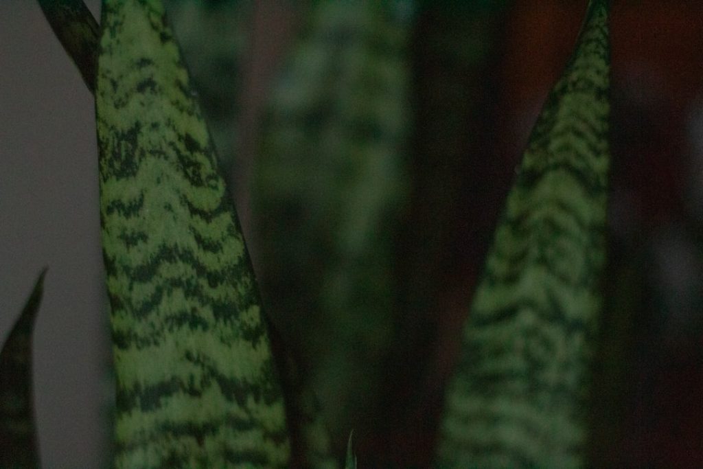 entdecken sie hochwertige pflanzliche produkte für eine gesunde und nachhaltige lebensweise.