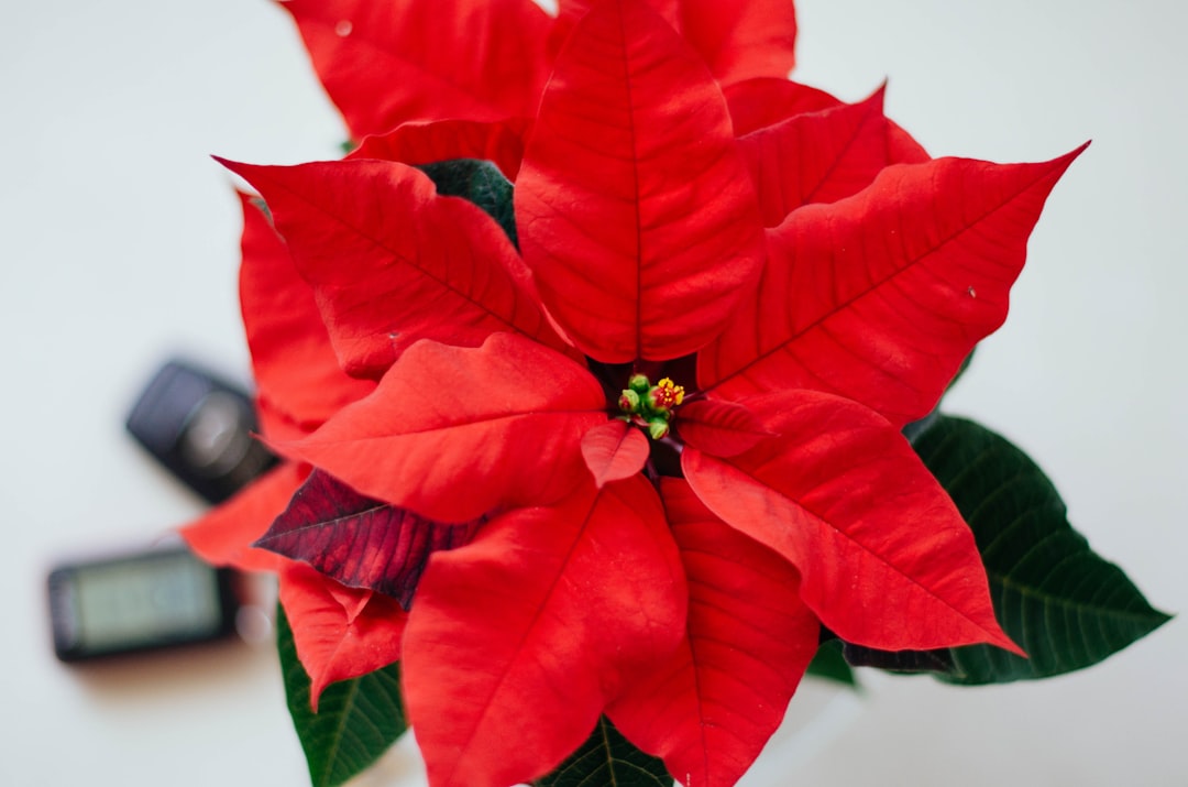 entdecken sie die schönheit des weihnachtssterns (poinsettia), eine beliebte dekorative pflanze während der weihnachtszeit mit leuchtend roten blättern und einfacher pflege.