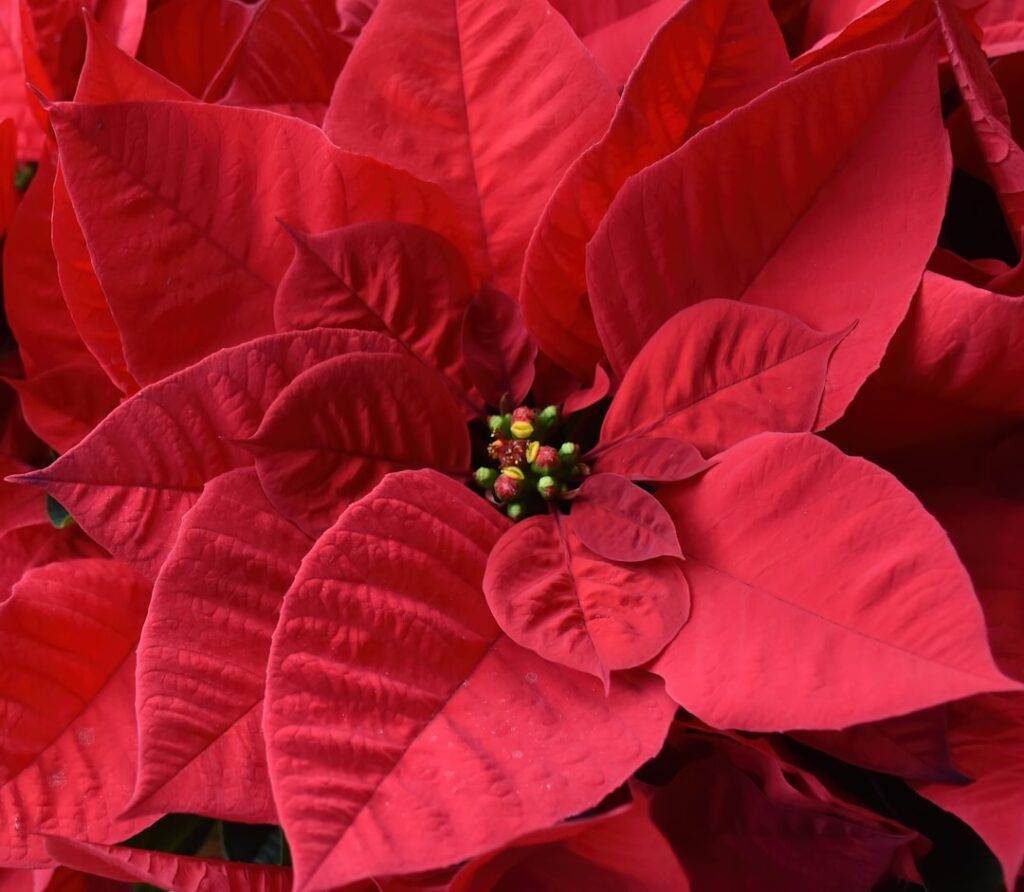 entdecken sie den wunderschönen weihnachtsstern (poinsettie), eine beliebte zimmerpflanze, die für ihre leuchtend roten blätter bekannt ist und festliche stimmung in ihr zuhause bringt.